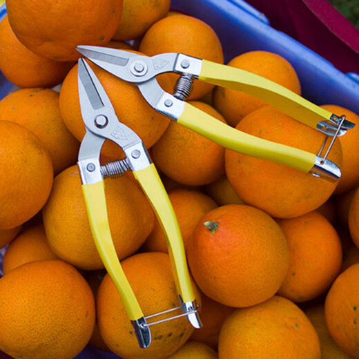 Stainless steel fruit picking scissors, citrus scissors, round head scissors, fruit scissors, citrus scissors, flat head, straight head fruit picking scissors, 3 large stainless steel fruit picking scissors
