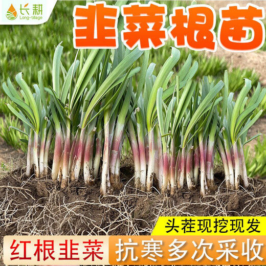 Shouguang Red Root Leek Root Seedlings Purple Root Leek Root Seeds Potted Potted Balcony Autumn Season Small Leaf Vegetable Seeds Red Leek Root 4Jin Jin is equal to 0.5kg (free 4 packs of 50g organic fertilizer)