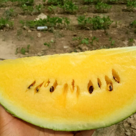 Dayu Yellow Heart Watermelon Seeds, Early Maturity, Yellow Skin, Red Flesh, Yellow Flesh, Special Xiaofeng Watermelon Seeds, Southern Fruit, Yellow Flesh, Small Orchid Watermelon Seeds, 10 capsules, 3 packs