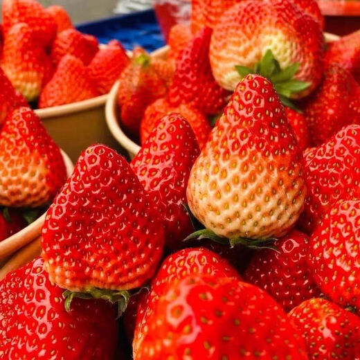 Four Seasons Cream Strawberry Seeds Spring and Autumn Home Balcony Potted Plants for Beginners Easy to Grow Fruit Red Strawberry Seeds Cream Red Strawberry Seeds/pack of about 100 seeds 3 packs of about 300 seeds