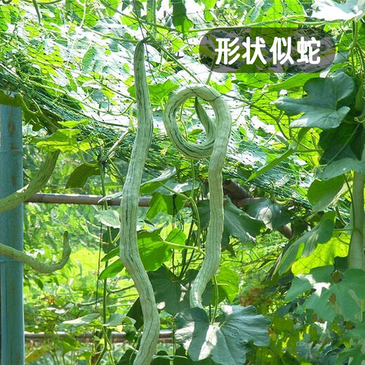 Fengming Yashi snake bean seeds are sown in all seasons, ornamental seeds, wild vegetables, potted vegetables, snake melon seeds, 20 seeds