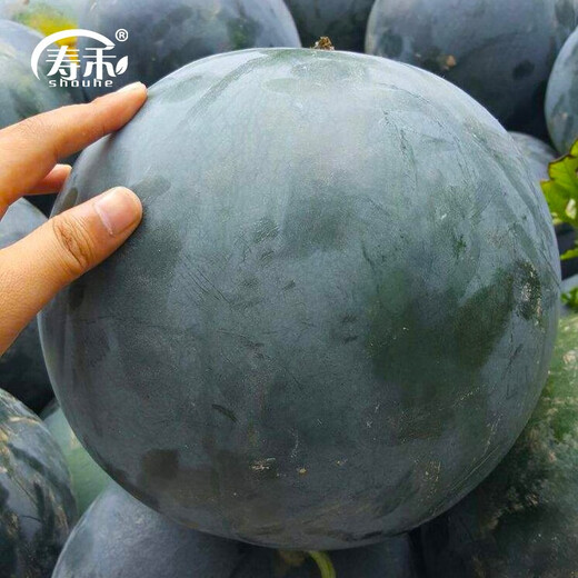 Shouhe Black Skin Watermelon Seeds Guangxi Black Beauty Seeds Sweet Crisp Black Extra Large Suitable for the South Yuyi Sweet Black Skin Seedless Watermelon Seeds 50g/barrel