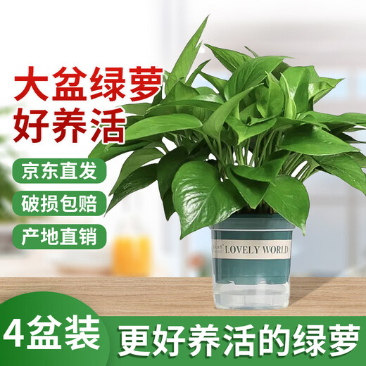 Shuangmeng green radish potted formaldehyde-removing flowers and green plants office new house air purification 180 gallons 4 pots straight from the source