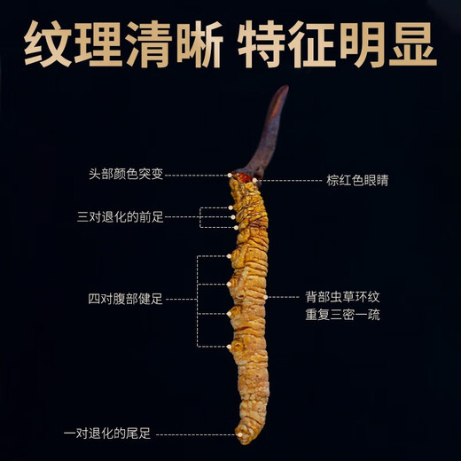 
Liwei Leopard Cordyceps sinensis 10g 4 pieces/g 40 pieces first-class quality freeze-dried Cordyceps father's day gift box high-end tonic