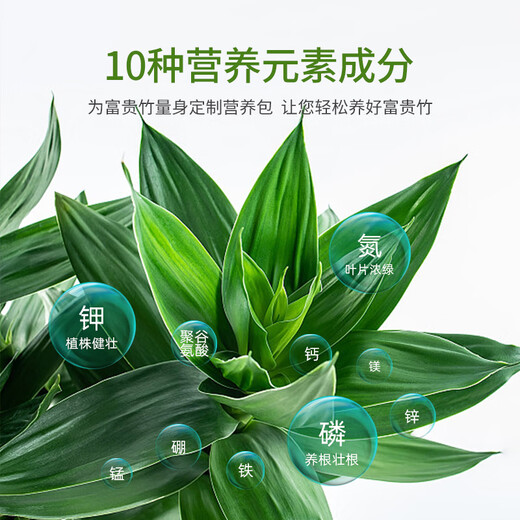 Green Hope Rich Bamboo Nutrient Solution Special Leaves Yellow Bamboo Branch Water Culture Hydroponic Fertilizer Green Plant Potted Soil Culture Transfer Bamboo