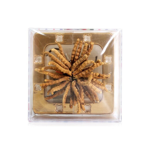 Shenxiang cordyceps sinensis hochhöhe Geschenkbox in Wasser und Suppe Geschenkbox Cordyceps Geschenkbox Geschenkbox Geschenkbox Geschenkbox 6g*2 Geschenkbox (ca. 72 Stück)