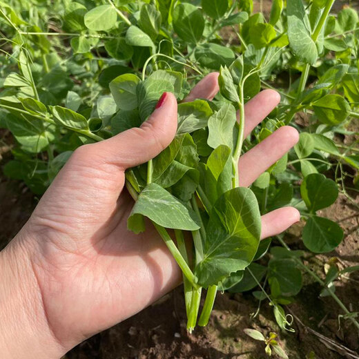 Beishu Pea Tip Seeds, sprouts, sprouts, vegetable seeds for winter and spring seasons, Beishu Fresh Pea Tip Seeds 200g