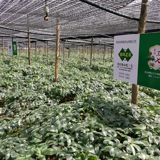 Dianyu Mingcao Wenshan Sanqi 20-head spring Sanqi Selected Goods Special Grade Tian Qitou One Jin [Jin equals 0.5 kg] 500g without cuts 24 pieces