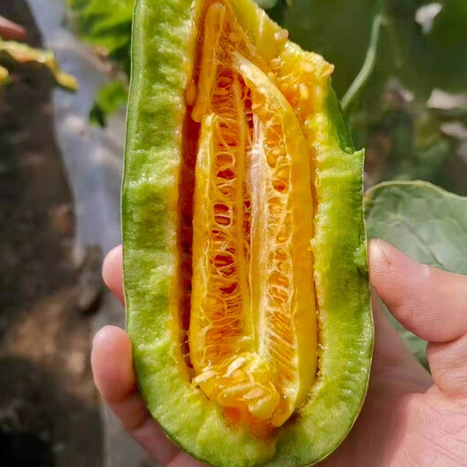 Dayu croissant melon seed seedlings winter and spring Shandong fruit melon seeds collection Antarctic star croissant melon seeds 50 capsules
