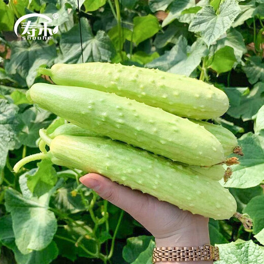 Shouhe Dry Cucumber Seeds Home Planting Vegetables Balcony Green Thorns Local Fruit Ocean White Jade Northeast Field Winter and Spring Hai Yangpeng White No. 2 White Jade Cucumber Seeds 60 x 2