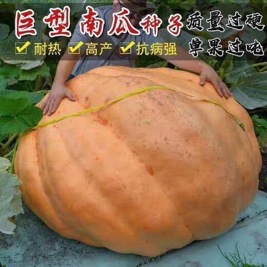 Shouguang eighth generation American giant pumpkin seeds extra large extra large special ornamental space vegetable larvae large pumpkin seeds 20 original
