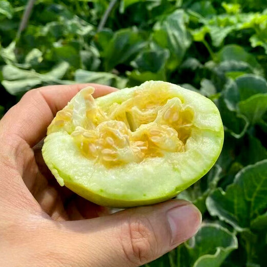 Shouhe Tianbao Melon Seeds, Rock Candy Small Melon, Southern Fruit with Thin Skin and Early Maturity, RBen Tianbao Melon Seeds, 50 capsules/crunchy and sweet