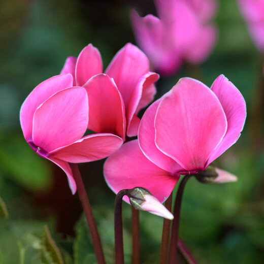 Manlife imported flower soil nutrient soil 20L (2 packs of random flower seeds) flower soil organic soil flower pot planting pot matrix soil fertilizer