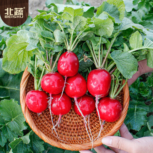 Beishu radish seeds, spring red-skinned fruit radish and vegetable seeds, Weipang No. 1 cherry radish seeds, about 500 pieces