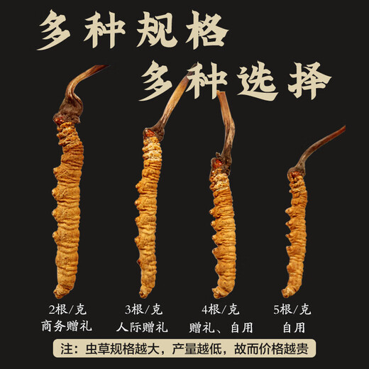 Cordycepss sinensis, 3 кусочки Cordyceps sinensis на грамм сухих товаров Cordyceps Подарки подарки 100 кусочков подарочной коробки
