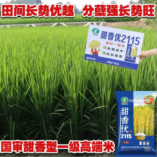 New species of Tianxiangyou 2115 Zhuangxiangyou 1205 hybrid high-yielding rice seeds, strong-flavor first-grade rice, long-grain fragrant rice, single-agent package, insecticide + bactericide + bird repellent *1 set
