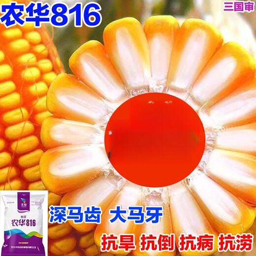 Сезон роз Карликовая кукуруза Семена национального обзора Близнецы Засухоустойчивость Лошадиный зуб Устойчивость к полеганию Академия сельскохозяйственных наук Новый сорт Нонгхуа 816 4200 зерен ++ 300 зерен Нонгхуа 816 4500 зерен двойные сорта