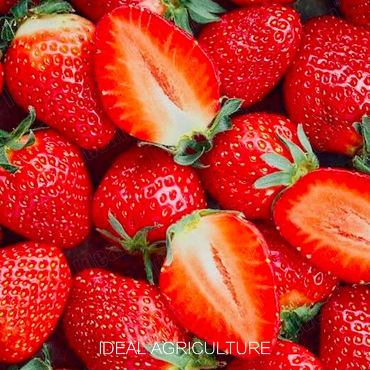 Ldeal ideal agriculture strawberry seeds four seasons potted balcony indoor fruit seeds original cream red strawberry seeds