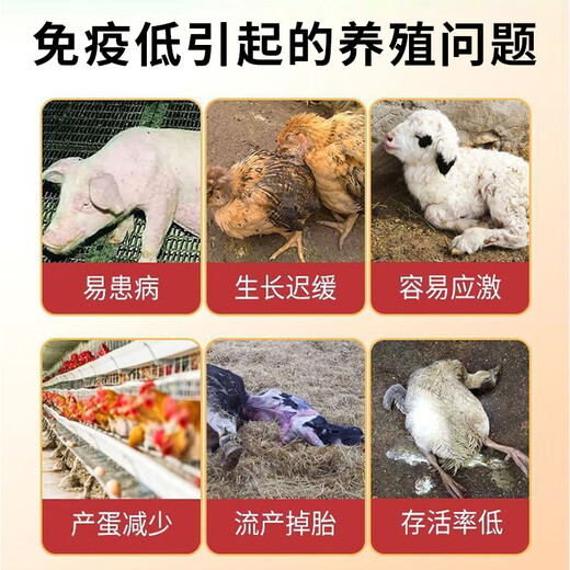 Healthy Agriculture and Animal Husbandry Astragalus Polysaccharide Veterinary Pigs, Cattle and Sheep Improve Immunity Astragalus Powder Disease-Resistant Feed Additive Astragalus Soluble Powder 10 barrels (buy more and get a great deal)