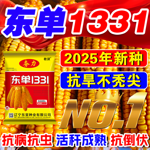Zhuanghan Dongdan 1331 corn seed collection, twin dwarf lodging resistance, disease resistance, hard big horse tooth big stick corn seed, purity level one, about 3.8 Jin, Jin is equal to 0.5 kilograms