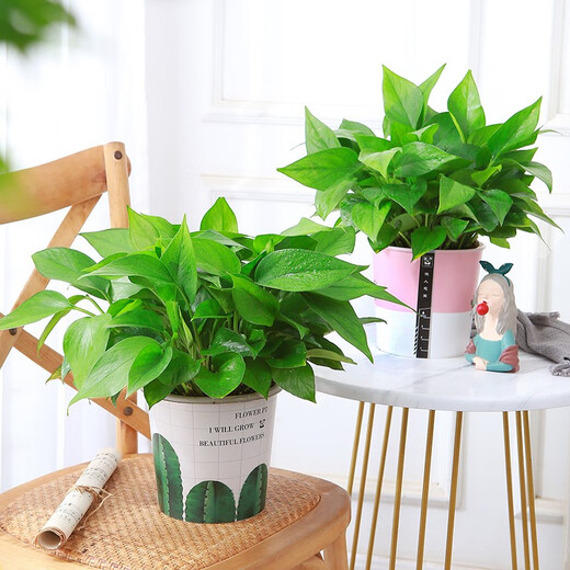 Green Intentional Pothos Potted Plants Formaldehyde Removal Indoor Flower Plants Pothos Wholesale Office New House Decoration Purifies the Air 180 White Roman Column Pothos 4 Pots + 1 Pot + 10 Fertilizer Delivered with Pots and Soil