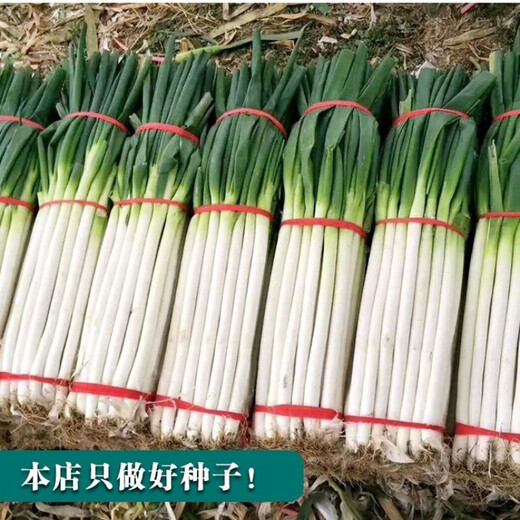 Authentic Shandong Zhangqiu hard-core scallions, special new species, four-season farmhouse spring, autumn and winter vegetable larvae seeds collection, high-quality selection, half Jin Jin is equal to 0.5 kg, Song and Song products, special new species