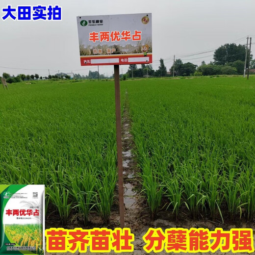 Nationally approved high-yielding hybrid rice rookie (Fengliangyouhuazhan) seed silk seedlings are resistant to high temperatures, lodging and disease resistance. The institute’s new product Fengliangyouhuazhan 1Jin Jin is equal to 0.5kg x1 bag