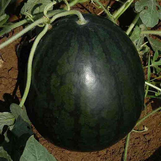 Zhongke Maohua melon and fruit seeds 16 degrees rock sugar unicorn watermelon seeds 8424 Hainan unicorn melon melts in the mouth thin skin Jingxin rock sugar black unicorn seeds 5g