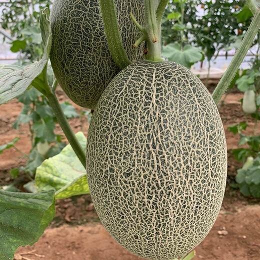 Zhongke Maohua Melon Fruit Seeds Weilong No. 25 Thick-skinned Melon Seeds Netted Hami Melon Seeds Cantaloupe Can Hang and Climb Weilong 25 Hami Melon Seeds - 20 capsules