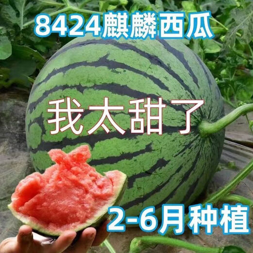 8424 Kirin Watermelon Seeds Thin-skinned Sowing Heat-resistant Southern New Variety Extra Large Super Melon 8424 Kirin Watermelon Seeds Premium Original Factory Pack of 5 Packs (About 150 Pieces) + Songpin