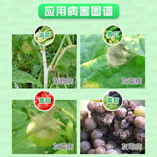 住友日本速克灵腐霉利葡萄番茄黄瓜草莓灰霉病菌核病农药杀菌剂 100g