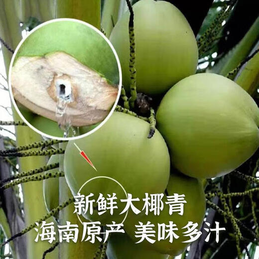 Hainan Coconut Green Hainan Straight Hair Freshly Picked Fresh Pregnant Women Amniotic Water Tender Coconut Specialty Fruit Coconut with Skin Single Fruit 3-5 Jin Jin equals 0.5 kg About 6 pcs