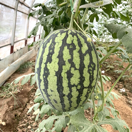 Zhongke Maohua melon and fruit seeds Jinmei 4K watermelon seeds with flower skin, red flesh, oval skin, thin toughness, resistant to storage and transportation, easy to make fruit Jinmei 4K-400 capsules