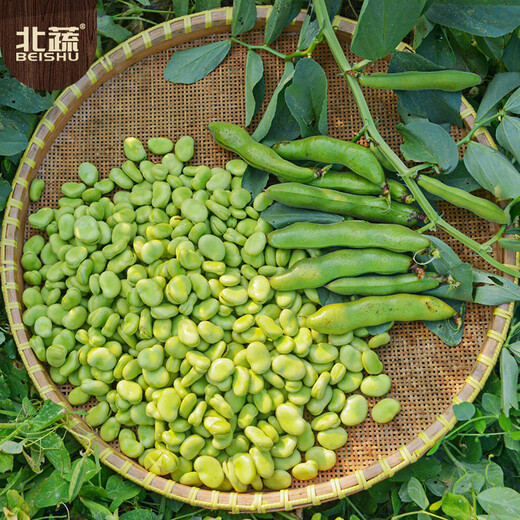 北蔬 蚕豆种子苗大胡豆早熟本地适合南北方耐寒菜籽 农家蚕豆种子500g