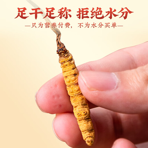 Tongfu cordyceps Sinensis 2 корни/G 1G упаковка. Первый период новых Cordyceps Sinensis Высококачественные сухие товары без перерыва.