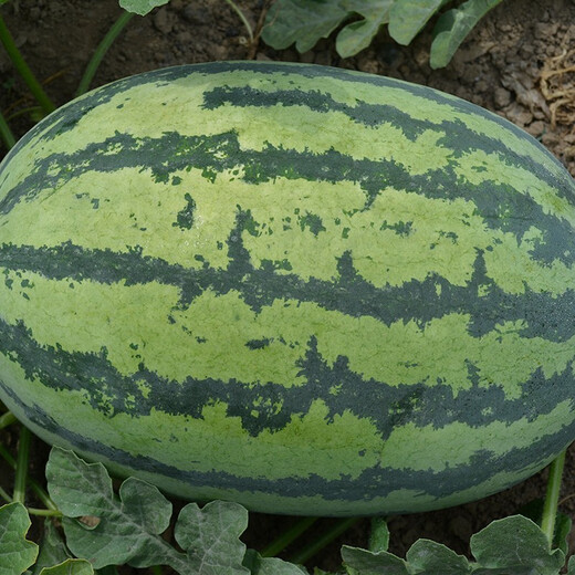 Zhongke Maohua Hybrid Watermelon Seeds Little Seed Giant Dragon Lazy Man Cultivated Watermelon Seeds Fruit and Vegetable Seeds Large Fruit Big Red Flesh No Pruning No Crossing Flower Skin Red Flesh Little Seed Giant Dragon 100g/box