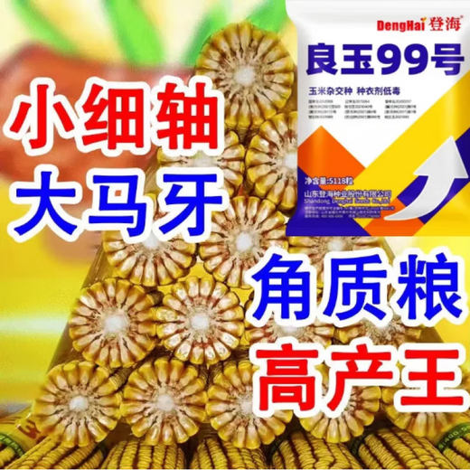 New species in stock original Liangyu 99 corn seeds disease-resistant and temperature-resistant Shandong Denghai Liangyu 99 hardcore corn big cob New species Denghai Liangyu 99 3.8 Jin Jin is equal to 0.5 kg or so x5 bags