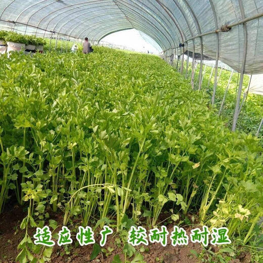 Four seasons yellow celery seedlings with soil seedlings with roots small parsley seeds celery balcony garden vegetable seeds yellow celery/seedlings 30