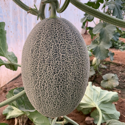 Zhongke Maohua Melon Fruit Seeds Weilong No. 25 Thick-skinned Melon Seeds Netted Hami Melon Seeds Cantaloupe Can Hang and Climb Weilong 25 Hami Melon Seeds - 20 capsules