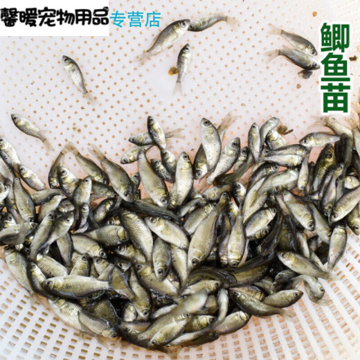 Grass carp fry live small grass carp crucian carp fry arowana feed live feed turtle turtle open food small fry red-eyed trout 2-4cm 10 pieces 5 pieces to prevent death