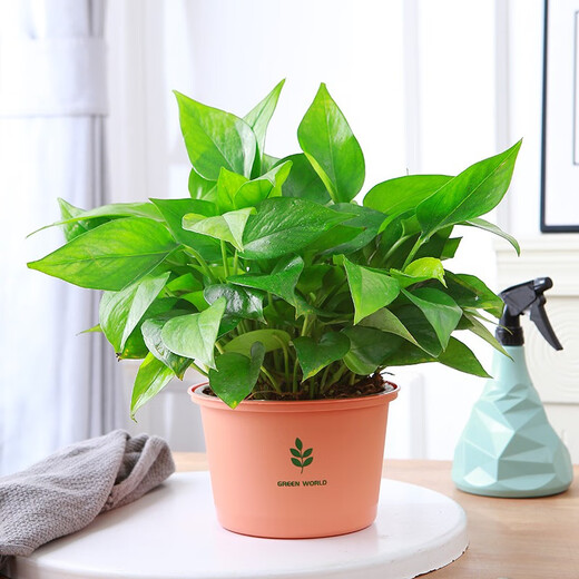 Green Intentional Pothos Potted Plants Formaldehyde Removal Indoor Flower Plants Pothos Wholesale Office New House Decoration Purifies the Air 180 White Roman Column Pothos 4 Pots + 1 Pot + 10 Fertilizer Delivered with Pots and Soil