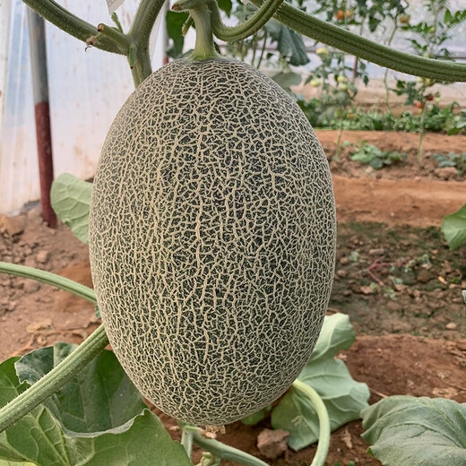 Zhongke Maohua Melon Fruit Seeds Weilong No. 25 Thick-skinned Melon Seeds Netted Hami Melon Seeds Cantaloupe Can Hang and Climb Weilong 25 Hami Melon Seeds - 20 capsules