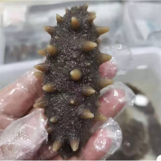 Top Eater Wild Ready-to-Eat Sea Cucumbers Dalian Changhai County Deep Sea Sowing Frozen Aquatic Sea Cucumbers Open Bags Instant Single Pack 500g 10-12 Pieces/1Jin Jin is equal to 0.5 kg