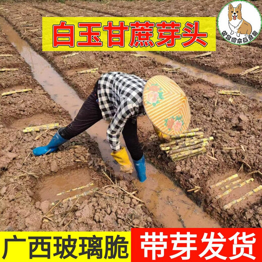 Asarum Guangxi Muge White Jade Sugar Cane Seeds Authentic Glass Crisp Seedlings Origin Straight Hair with Buds Delivered 3 Roots