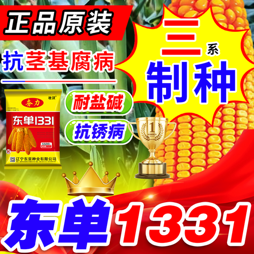 Zhuanghan Dongdan 1331 corn seed collection, twin dwarf lodging resistance, disease resistance, hard big horse tooth big stick corn seed, purity level one, about 3.8 Jin, Jin is equal to 0.5 kilograms