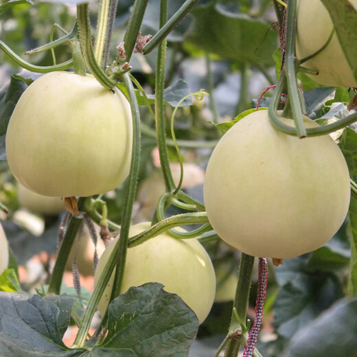 Shouhe cantaloupe seeds, Elizabethan cantaloupe, yellow skin, white flesh, white skin, fragrant melon seeds for home planting in winter and spring, extra large white sand honey melon seeds, about 50 seeds/bag