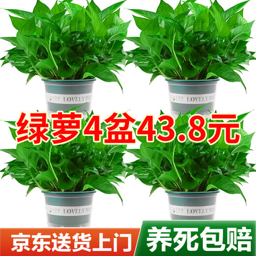 Shuangmeng green radish potted formaldehyde-removing flowers and green plants office new house air purification 180 gallons 4 pots straight from the source