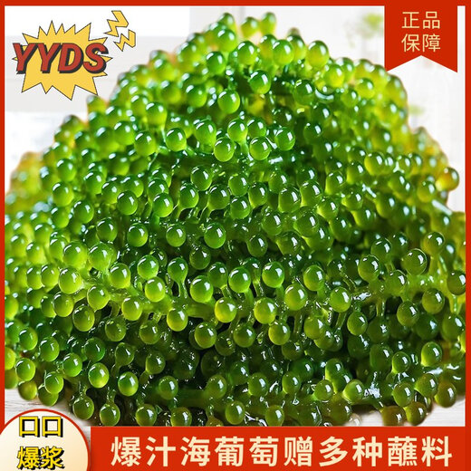 盐渍海葡萄泡发食用 儿童海藻菜海洋蔬菜海草 海葡萄100g*10袋【送芥末酱油】