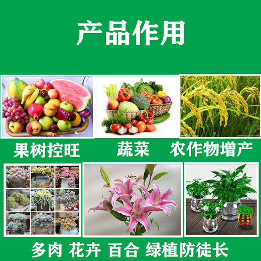 Chrysanthemum agent plant Chrysanthemum chrysanthemum general flowers and trees narcissus flower succulent paclobutrazol chrysanthemum multi-effect 40ml