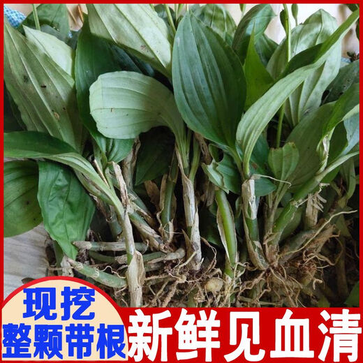 Fresh Jianxue herbal Chinese herbal medicine Jianxueqing Chinese herbal medicine sheep ear garlic good site wholesale seedlings potted seedlings 3 seedlings moisturizing pack